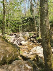 river in the forest