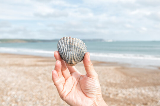 Woman's hand holding a seashell on the beach