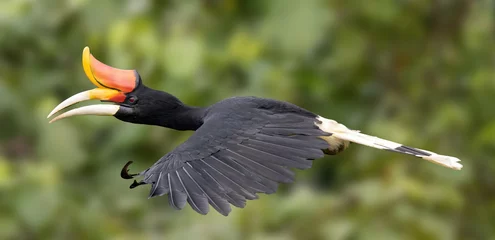 Gardinen Nashorn Rhinoceros Hornbill Profile Wild in Flight in the Jungle Against Green Background  © Nuban Muthukumar