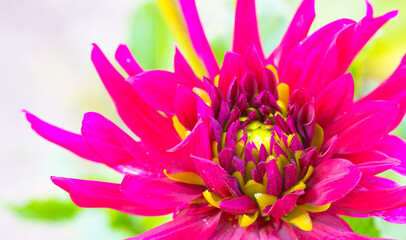 Beautiful pink green ornamental dahlia fresh petals close up. Amazing macro shot of large open bud on light lettuce background. Autumnal flower blooming in botanical garden, park. Floral blossoming.