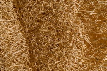 Texture of beige Loofah natural sponge close-up.