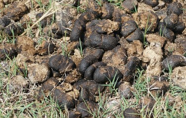 Horses manure on the ground near Assateague Island, Maryland, U.S.A
