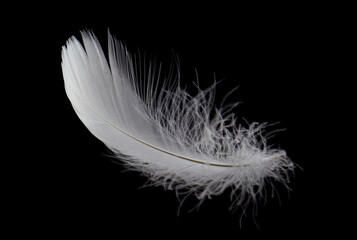 White Bird Feather Isolated  on Black Background.