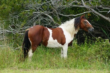 Naklejka na ściany i meble A beautiful brown and white color of a wild horse near Assateague Island, Maryland, U.S.A