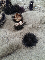 Ricci di mare sulla sabbia