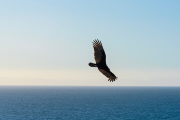 Condor red faced Flight over the ocean of Baja California Mexican Desert in blue sky illuminated by sun light (Gymnogyps Californianus)