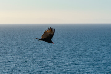 Condor red faced Flight over the ocean of Baja California Mexican Desert in blue sky illuminated by...