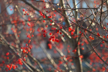 red autumn leaves