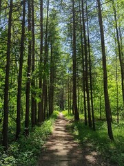 path in the forest