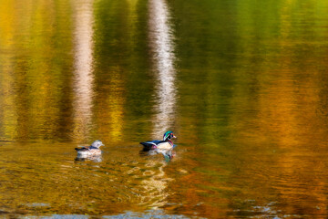 Fall reflection in water wood ducks swimming