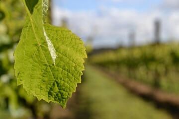Macro leaves in vineyard on grape vine