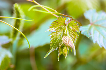 Fresh young green grape wine leaf on a branch on a blurred natural background. Vineyard, viticulture. Freshly picked grape shoots. Growing foliage close up. Vine plantation. Selective focus.