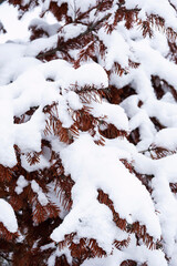 Snow covered diseased spruce branches, close-up. Fusarium desiccation or tracheomycosis diseases of coniferous trees  .