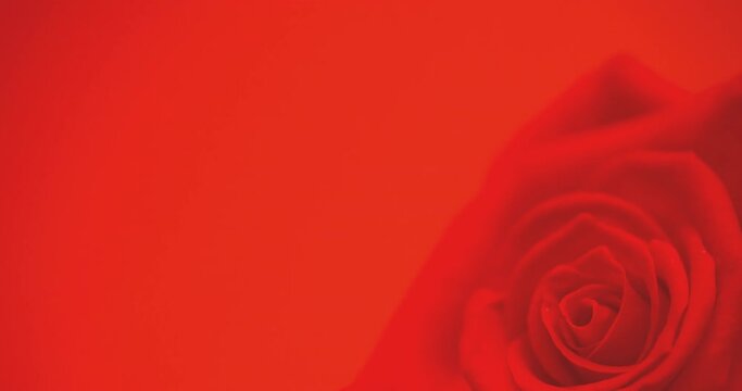 Animation of single red rose moving, with copy space on red background