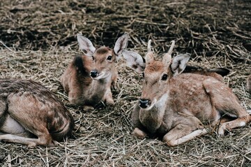 Spotted deer also known as cheetal, axis axis or chital deer closeup laying down on muddy straw.