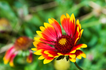 Gaillardia (common name blanket flower), genus of flowering plants in the sunflower family, Asteraceae, native to North and South America.