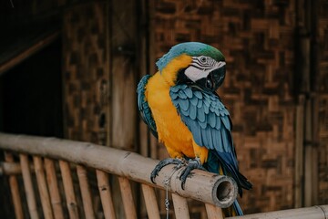 Portrait of colorful Scarlet Macaw parrot.