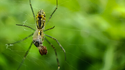 spider eating prey on the spider web