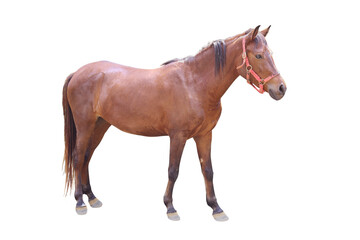 Obraz premium Brown Horse stands isolated on a white background with clipping path include for design usage purpose.