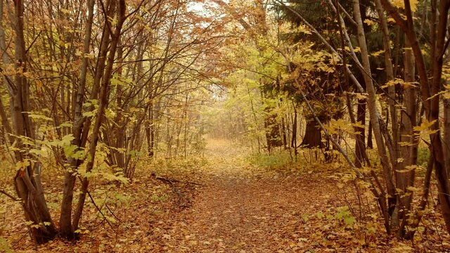 Intertwined tree branches form a low arch above a forest path covered with dry fallen leaves. Bright autumn colors. Majestic nature. High quality. 4k footage.
