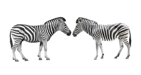 Fototapeta na wymiar zebra wildlife isolated on white background with clipping path