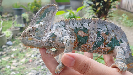 veiled chameleon beautiful unique reptile