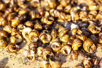 Background with dead snail shells on the sandy seashore, riverbank in summer sunny day. View from above. Many different seashells flatly. Selective focus. Summer theme. Atlantic Sea inhabitants.