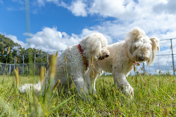 ゴールデンドゥードル犬二頭