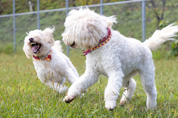 遊ぶゴールデンドゥードル犬二頭
