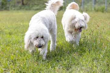 歩くゴールデンドゥードル犬二頭