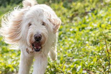 ゴールデンドゥードル