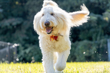 走るゴールデンドゥードル犬