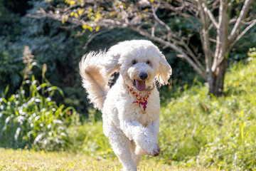 走るゴールデンドゥードル犬