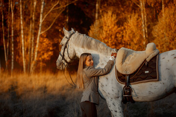 Beautiful young woman in English hunter wear style with Knabstrupper horse and Irish setter at autumn park - 469624418