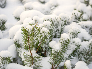 Green young pine trees covered in white snow.