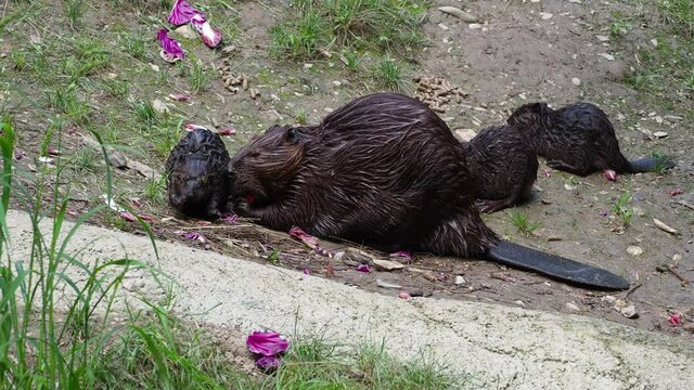 Family nutria eating. Cute baby animal.