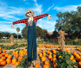 Pumpkin patch farm and a friendly looking scarecrow - obrazy, fototapety, plakaty