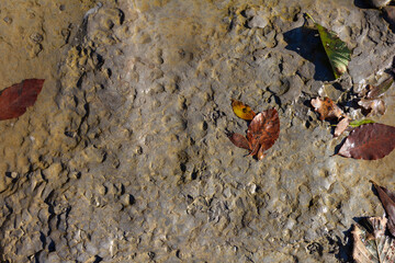 Autumn, the shallow stone-sandy bottom of a mountain river in the rays of the morning sun, close-up.