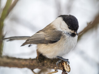 Cute bird the willow tit, song bird sitting on a branch without leaves in the winter.