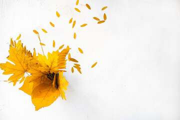 Flatlay autumn white background with a bouquet of yellow dry acacia and maple leaves. Top view
