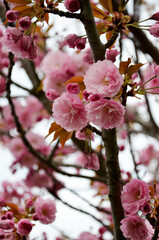 Cherry flower in spring