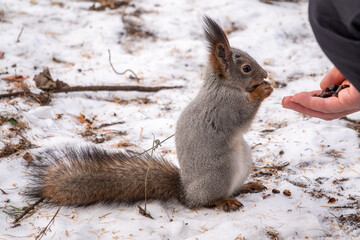 Squirrel eats nuts from a man's hand. Caring for animals in winter or autumn.
