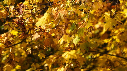 maple leaves with seeds on a tree, selective focus