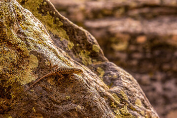 A small lizard posing on a rock in Zion National Park
