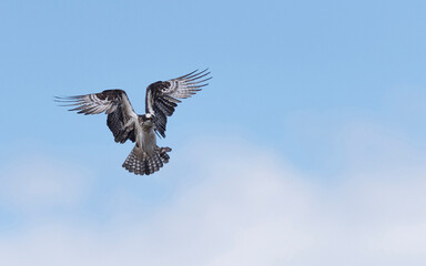 Osprey in the blue sky