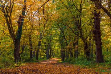 Beautiful autumn forest in the sunny day