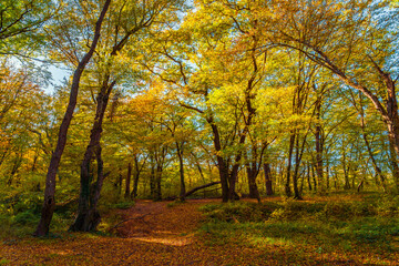 Fototapeta na wymiar Beautiful autumn forest in the sunny day