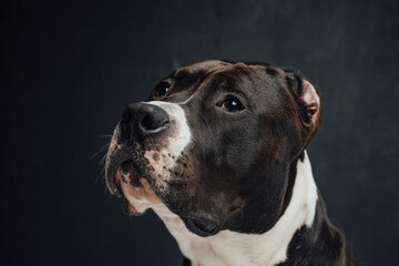 Portrait of loyal domestic dog against dark background