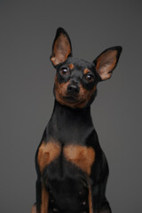 Long eared black doggy posing against gray background