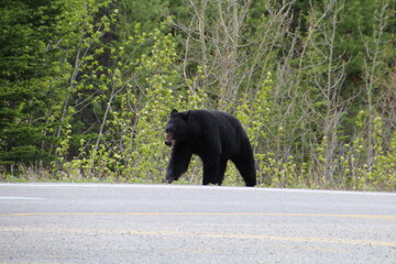bear in the woods